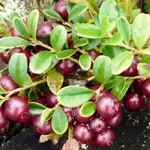 Сбор при цистите